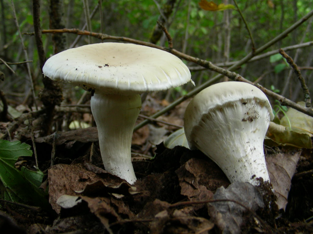 Strano ma  lui ... (Agrocybe aegerita)